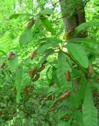 Periodical cicadas in Georgia