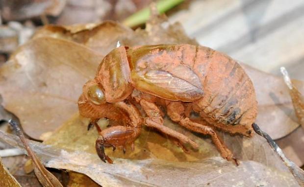 Cicada