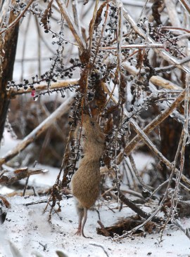 Rato estúpido de algodão comendo bagas no Inverno