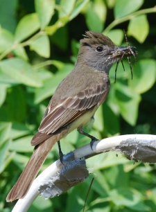 flycatcher bird