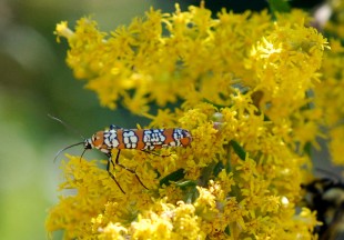 Goldenrod