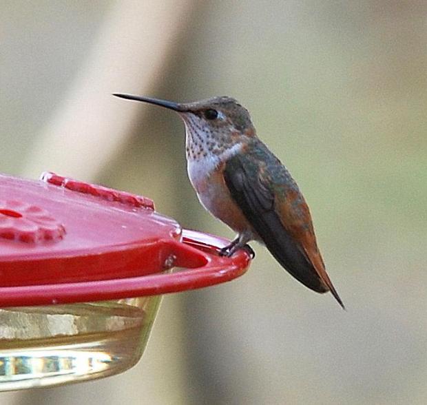 Rufous hummingbird. (Terry W. Johnson)