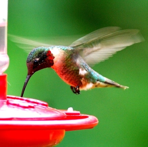 Humminbird at feeder.