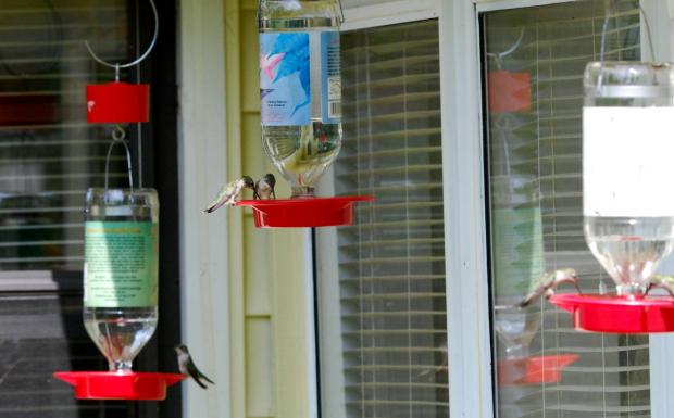 Hummingbird crowd at the feeders