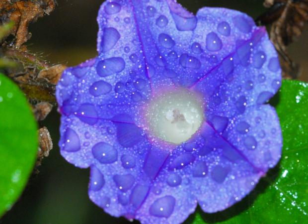 Morning glory bloom. (Terry W. Johnson)