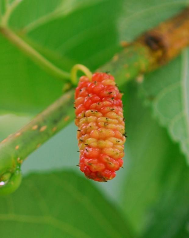 Mulberry fruit. Terry W. Johnson