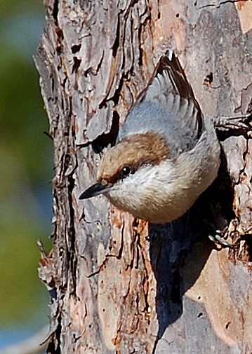 Brownheaded nuthatch (Terry Johnson)
