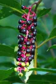 dog ate pokeweed