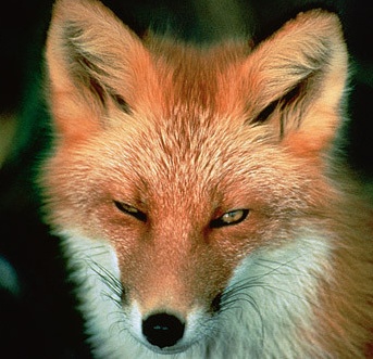 Red fox