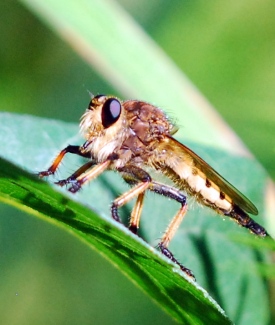 Robber fly, Predator, Prey & Parasite