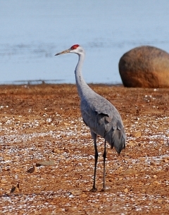 Sandhill crane (Terry W. Johnson)