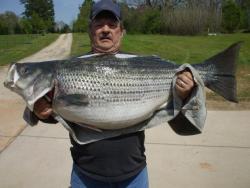 Terry McConnel's Georgia State Record Striped Bass