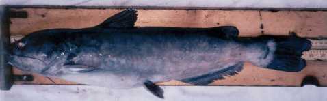 James D. Sander's GA State Record White Catfish
