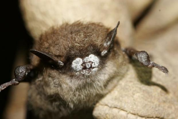 Bat with White Nose