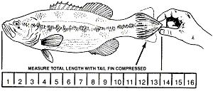 Measuring guide for fish